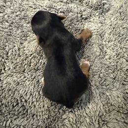 M1 - Black and gold male Yorkshire Terrier puppy in Madera, California from Rosann's Yorkshire Terriers