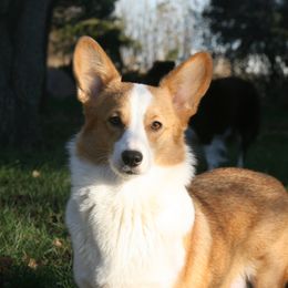Millie - Pembroke Welsh Corgi