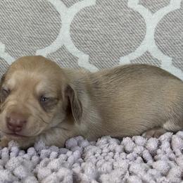 AKC Boy 6 - Cream male Dachshund puppy in Joshua Tree, California from Desert Dreams Ranch