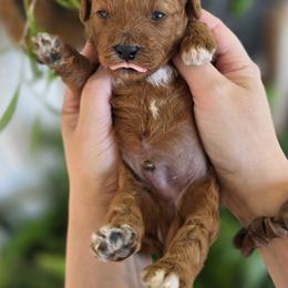 Mowgli - Red  male Goldendoodle puppy in Decatur, Tennessee from Diamond's Doodles