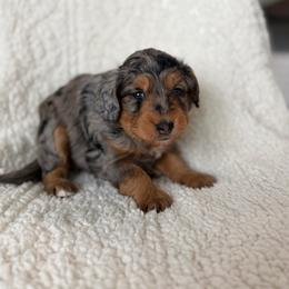 Daisy - Merle female Bernedoodle puppy in Loxahatchee, Florida from SR. Doodle pupps