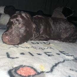 Yoda - Phantom male Poodle puppy in Prosperity, Pennsylvania from Stelladoodles & Company