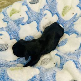Havanese Puppies from Havanese Acres