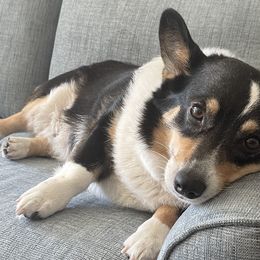 Pembroke Welsh Corgis from Mid Valley Corgis