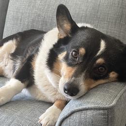 Pembroke Welsh Corgis from Mid Valley Corgis
