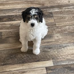 Bernedoodle Puppies from Dilly Dally Doodles