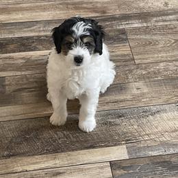 Bernedoodle Puppies from Dilly Dally Doodles