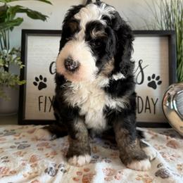 Georgio Armani - Tri-color male Bernedoodle puppy in Gilbert, Arizona from The Berne Barn... it’s a Doodle thing!