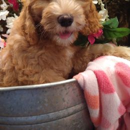 Gretel (med) - Goldendoodle puppy in Plantation, Florida from BAJAdoodles