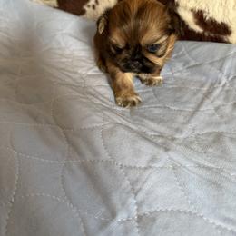 Female Dobi marked - Red female Shih Tzu puppy in Fort Myers, Florida from Donna's Puppies