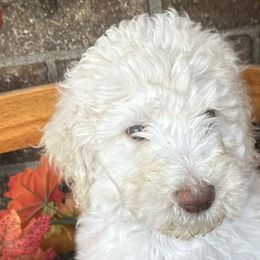 Bernedoodles and Poodles from Southern Companion Kennel