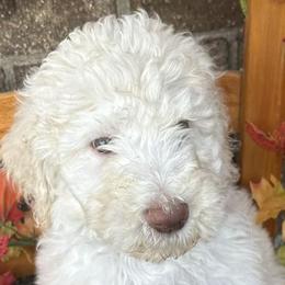 Bernedoodles and Poodles from Southern Companion Kennel
