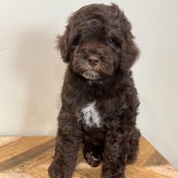 Brownie - Brown male Bernedoodle puppy in Horseshoe Bend, Idaho from Over the Moon Poodles and Doodles