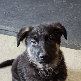 German Shepherd puppies from Von Sudlich Shepherds
