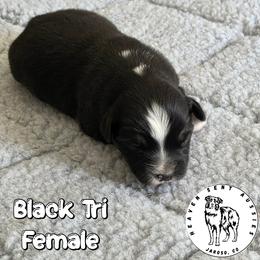 Zae - Black tri female Miniature Australian Shepherd puppy in Jaroso, Colorado from Heaven Sent Aussies