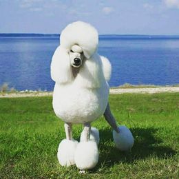 Cartier - Poodle