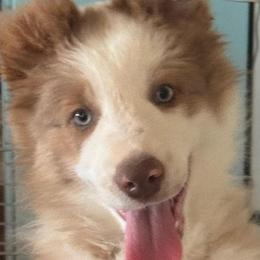 Lilac male vet check done) - Lilac male Border Collie puppy in Apple Valley, California from Flying S Ranch Border Collies
