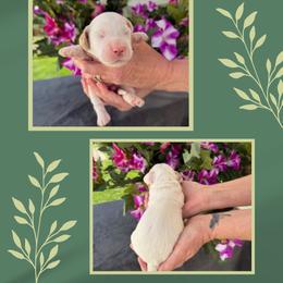 Sleepy - Chalk male Australian Labradoodle puppy in Cashmere, Washington from Mountain Home Doodles