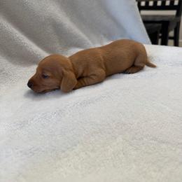 Gamora - Cream female Dachshund puppy in Atwater, California from Dachshunds of cali