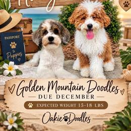 Bernedoodle puppies from Oakie Doodles