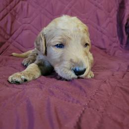 Boy 5 - Red  male Goldendoodle puppy in Blountsville, Alabama from Southern Charm Goldendoodles