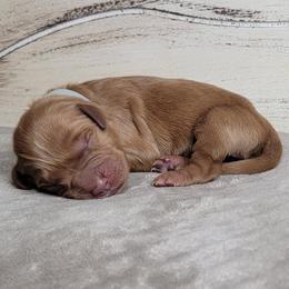 TBD - Dark golden male Golden Retriever puppy in Scurry, Texas from 07 Seven Oaks Goldens and Doodles