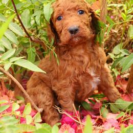 Amber - Red  female Goldendoodle puppy in Apache Junction, Arizona from Loving Doodle