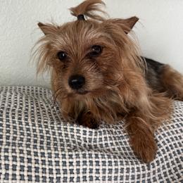 Edie - Yorkshire Terrier