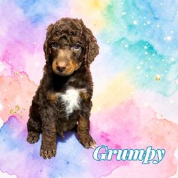 Grumpy - Phantom male Poodle puppy in Pink Hill, North Carolina from Boodle's Standard Poodles