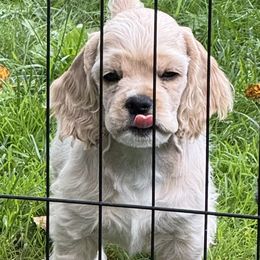 Cocker Spaniel Puppies from Camelot