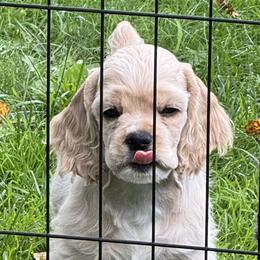 Cocker Spaniel Puppies from Camelot