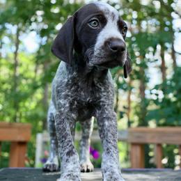 The white knight - Liver and white male German Shorthaired Pointer puppy in North Branch, Minnesota from Chrishelle Farm