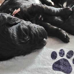 Goldendoodle Puppies from Lucky's Doodlez