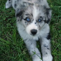 Australian Shepherd Puppies from Crown C Aussies