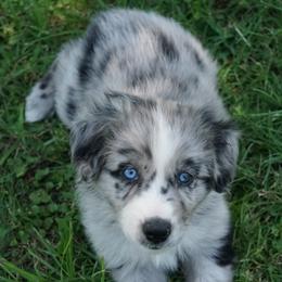 Australian Shepherd Puppies from Crown C Aussies