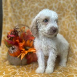 Boo - Cream male Goldendoodle puppy in Atlantic Beach, Florida from Glamorous Golden Doodles