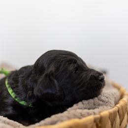 Green Collar - Black female Goldendoodle puppy in Sappington, Missouri from Doodle Me This Goldendoodles