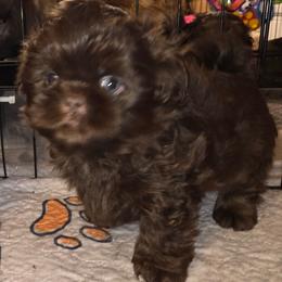 Oogie Boogie - Chocolate male Shih Tzu puppy in Fairview Park, Ohio from Sunshine Shih tzus