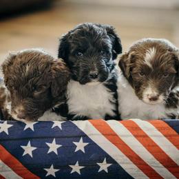 Aussiedoodles and Labradoodles from Creek Bend Kennels