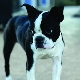 Lily - Boston Terrier