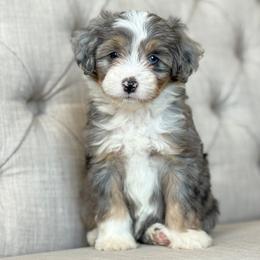 Spring 🌸 - female Aussiedoodle puppy in Granbury, Texas from Triple Cross Doodles