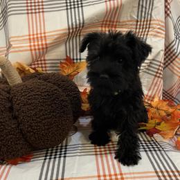 Girl 2 - female Miniature Schnauzer puppy in Huntsville, Alabama from Edwin and Donna Lawrence