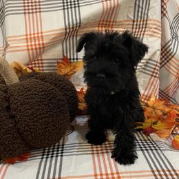 Girl 2 - female Miniature Schnauzer puppy in Huntsville, Alabama from Edwin and Donna Lawrence