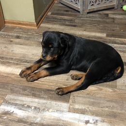 Rottweiler and Shih Tzu Puppies from Vom Hause Noble Rottweilers and Shih Tzu