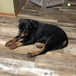 Rottweiler and Shih Tzu Puppies from Vom Hause Noble Rottweilers and Shih Tzu
