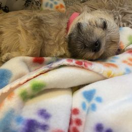 Schnoodle Puppies from Noodle Tings Puppies