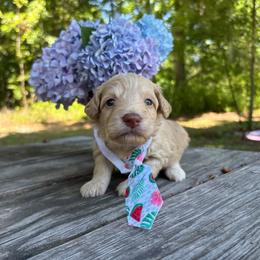 Curly - Cream male Goldendoodle puppy in Camden, North Carolina from Oopsie Doodles of NC
