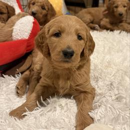 April - orange collar - Red  female Goldendoodle puppy in Puyallup, Washington from Dawnie’s Doodles