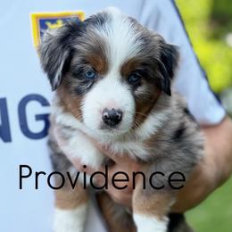 Providence - Blue merle male Miniature Australian Shepherd puppy in Riverton, Utah from Iron Spirit Homestead & Aussies