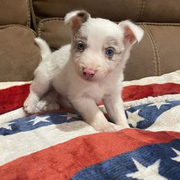 Cordelia - Lilac merle female Border Collie puppy in Guffey, Colorado from Sunset Ridge
